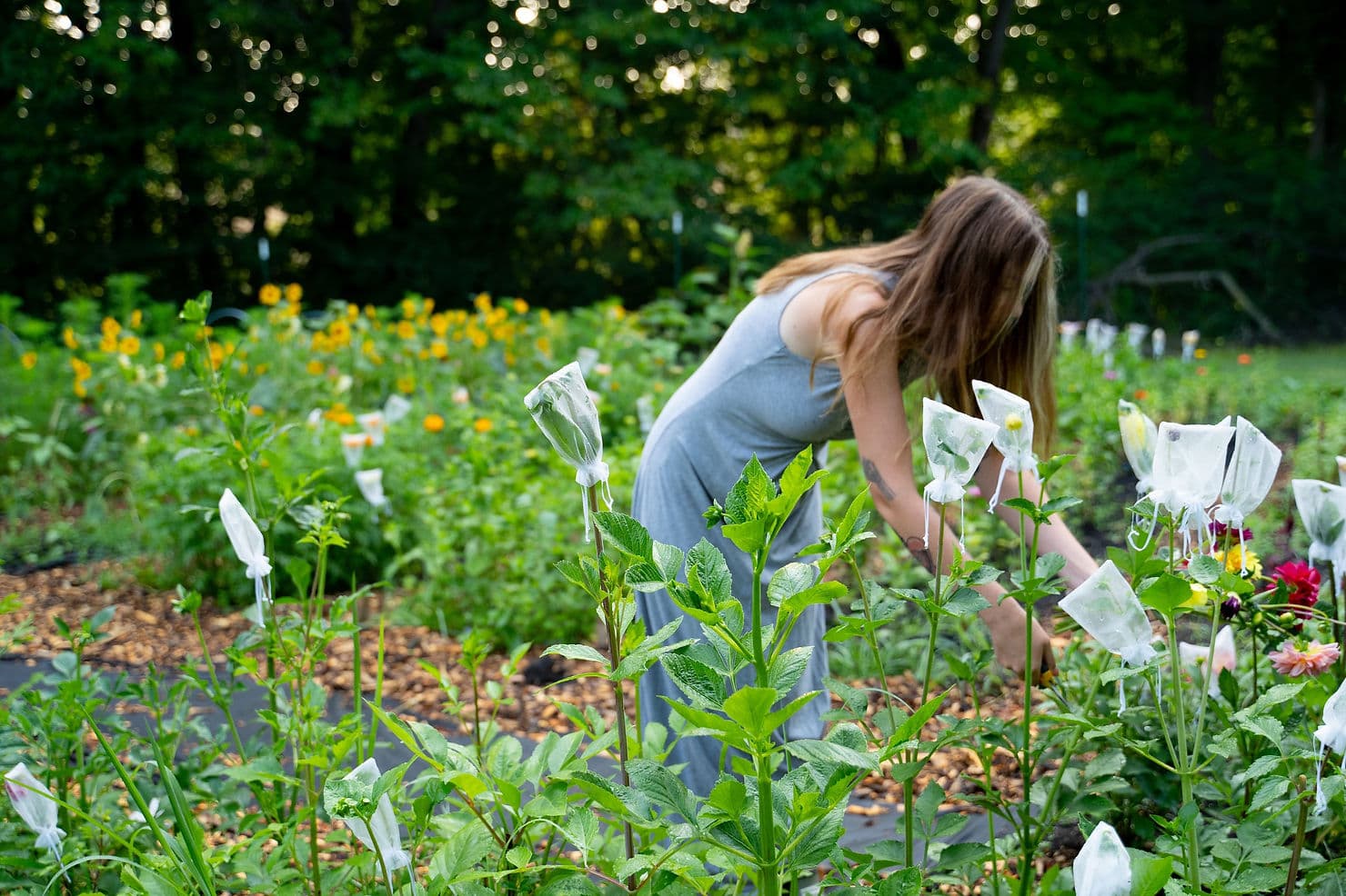 Kate harvesting fresh flowers for daily arrangements