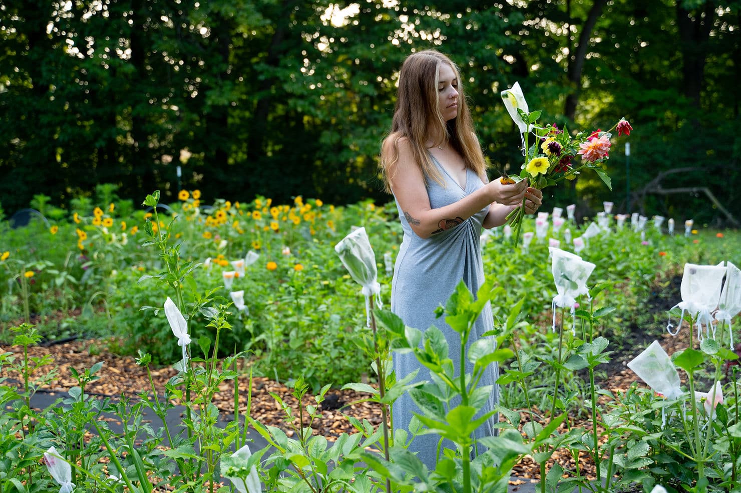 Morning at Kate's Flower Farm